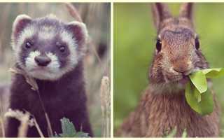 Шуба из норки: как выбрать хороший мех и подходящий фасон для зимнего сезона