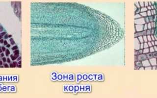 Виды растительных тканей: образовательная, покровная, основная механическая проводящая