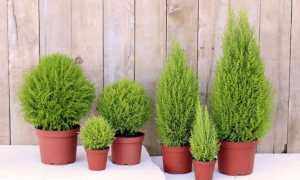 Уход за растением купрессус (cupressus) в домашних условиях