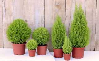 Уход за растением купрессус (cupressus) в домашних условиях