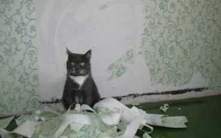 Как отучить кота драть мебель, обои, шторы и другие вещи в доме