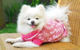 Размеры одежды для собак: полезные советы и рекомендации