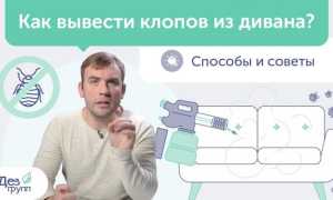 Особенности жизни клопов: могут ли они жить в подушках?