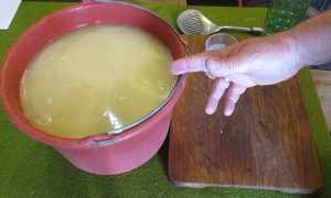 Белые жучки в ванной: что за зверь и как с ним бороться?