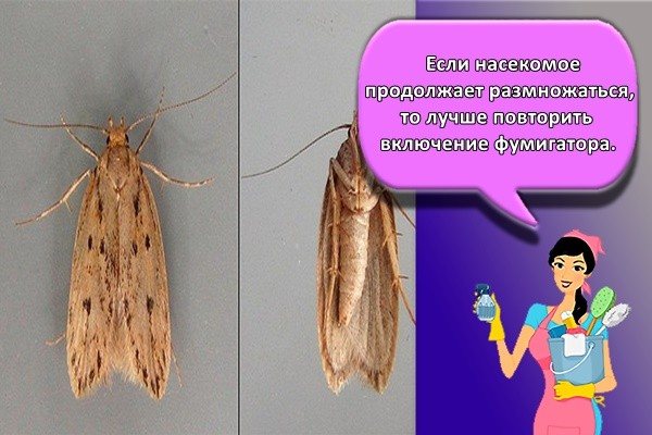 Если насекомое продолжает размножаться, то лучше повторить включение фумигатора.