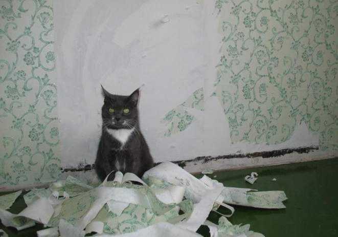 Как отучить кота драть обои