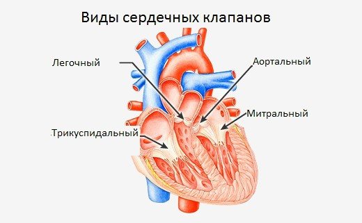 Клапаны сердца человека