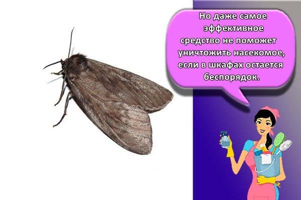 Но даже самое эффективное средство не поможет уничтожить насекомое, если в шкафах остается беспорядок,