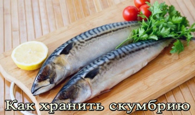 Сколько хранится скумбрия холодного копчения в холодильнике