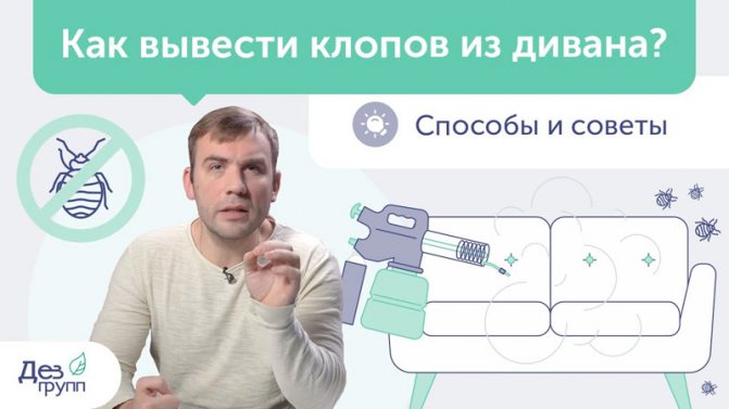 видео про выведение клопов