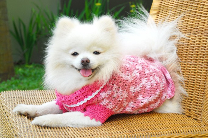 собачка в свитере