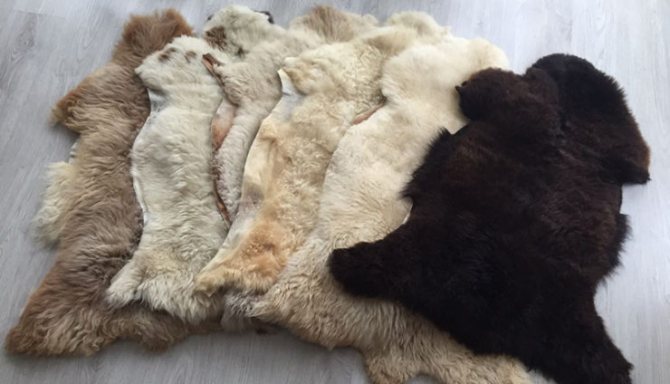 Что такое мутон и чей это мех, какого животного